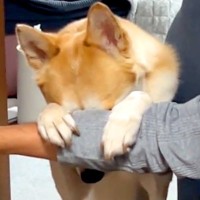 『いないいないばあ』ができる元保護犬→顔を上げると…想像と違った『カッコ良すぎる表情』が100万再生「かわいい顔想像してたｗ」「賢い」