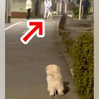 仲良しの犬が『他の犬と挨拶』していたら…嫉妬した犬の『束縛激しめな光景』が89万再生「犬だから許されるｗｗ」「なんて尊いの」と絶賛の声