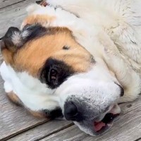 55キロの超大型犬→小さな犬たちを怖がらせないために…まさかの『神対応』に3万いいねの反響「優しい巨犬」「目線合わせてあげてるの偉い」