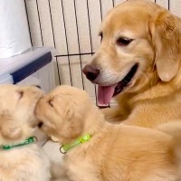 ぬいぐるみのような赤ちゃん犬がじゃれ合っていたら、お母さん犬が…優しい世界すぎる『尊い光景』に2万7000いいね「癒やされた」「幸せそう」