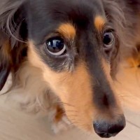 『あ、なんかやらかしたな…』犬が悪いことをした結果→あまりにも分かりやすすぎる態度が3000万表示「気まずそうｗ」「自供してて草」と爆笑