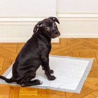 犬の『トイレがはみ出てしまう』理由5選　排泄を失敗してしまう主な原因や対策まで