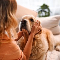犬に対する『上手な叱り方』5選　愛犬をきちんと反省させるために押さえておきたいポイントまで