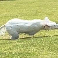 全力疾走をする大型犬→ギリギリを攻めすぎた結果…連写撮影がとらえた『まさかの光景』に3万いいね「そんなことあるｗ」「レースみたい」と反響