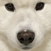 飼い主『今日まゆげ濃くない？』→大型犬の顔を観察してみたら…可愛すぎる『まさかの光景』に「テッドに似てるｗ」「並行眉毛」と4万いいね