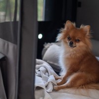 犬が家の中で『好みやすい場所』5選　リラックスできる理由から環境作りのコツまで