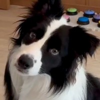 世界一知能が高い犬種が『言葉をどれだけ理解しているか』検証→『衝撃的な結果』に驚きの声「ちゃんと理解してる」「賢すぎる…天才」と称賛