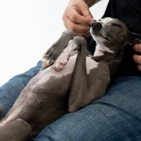 犬の『寝床の位置』からわかる心理4選　飼い主さんを信頼しているときの寝る場所とは？