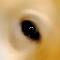 『ギリギリイヌ判定選手権』に参加→あまりにも『ギリギリすぎる犬の姿』に10万いいねの大反響「台風の目のようｗ」「優勝決定」と爆笑の声