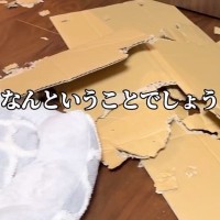 実家に帰省中、2匹の犬をお留守番させた結果…衝撃的な『悲劇のビフォーアフター』に爆笑「派手にやっちゃったｗ」「匠すぎる所業」と14万再生