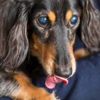 犬の白内障について｜主な原因や現れる症状、対策方法を獣医がわかりやすく解説
