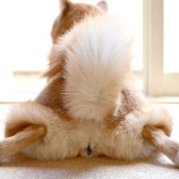 犬の『おなら』が臭うときの原因4つ　病気が隠れている可能性も…？注意すべき症状まで