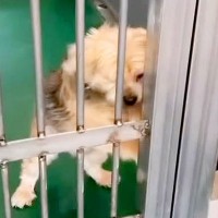 飼い主に裏切られ『殺してくれ』と持ち込まれた12歳の老犬…涙腺崩壊する『嘘のような現在の光景』が48万再生「辛かったね」「ありがとう」