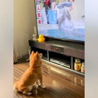 朝、テレビに映った『ラッコ』に釘付けの犬→急に立ち上がり…衝撃的な『まさかの行動』が79万再生「マネっ子かな？」「可愛すぎる」と絶賛