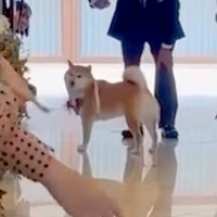 結婚式で『指輪を運ぶ役』を任された犬→リハーサルは完璧だったのに…『まさかの結末』が41万再生「最高ですｗ」「可愛すぎる」と称賛の声