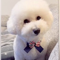 真っ白なフワフワ犬をトリミング→失敗してしまった結果…思わず吹いてしまう『衝撃的なビフォーアフター』に「爆笑したｗｗ」「優勝」の声