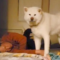 布団で寝るお父さん→秋田犬も一緒に寝るのかと思いきや…まさかの『睡眠を妨害しまくる姿』に爆笑「見てるだけで癒やされる」「賢いｗ」