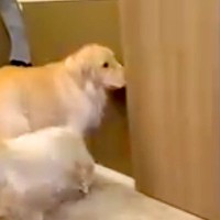 ドアを開けられるようになった大型犬→『閉めて』を教えた結果…まるで小さい子供のような行動が154万再生「すごい賢い」「ドヤ顔可愛いｗ」