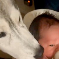 赤ちゃんが夜泣きをする度、大型犬が一目散に駆け寄り…感動的な『守っているかのような行動』が11万再生「癒やされた」「心強い」と称賛