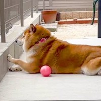 隣家の子どもと『遊ぶ約束』をした犬→毎日待ち続けて…あまりにも『尊い光景』が108万再生　もはや不審者ばりの姿にほっこりが止まらない