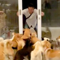 33頭の犬と暮らすお父さん→外出から帰宅すると…迫力満点な『熱烈歓迎の光景』が186万再生「愛されてるの伝わる」「幸せそうで羨ましい」