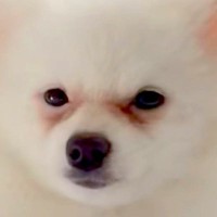 顔が原因で『５万円で売れ残っていた犬』を飼った結果…まるで別犬な『激変ビフォーアフター』が84万再生「こんな可愛く…」「すごい綺麗」