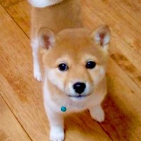 『小さな豆柴を飼った』と思ったら…『まさかの成長』が想像以上にもっちりしていると238万再生「かわいいのに変わりない」「餅柴」と絶賛の声