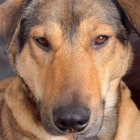 近づくだけでビクビク怯えていた保護犬→4ヶ月後に見せた『想像もできなかった光景』が17万再生「愛の賜物」「幸せそうで泣ける」と称賛