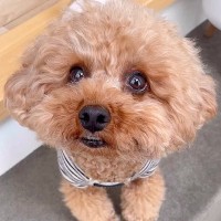 『お留守番はイヤ』と必死に訴える犬→ドッグランに連れて行ってあげたら…想定外の展開が9万再生「表情豊か」「戦場で草」「かわいいｗ」の声
