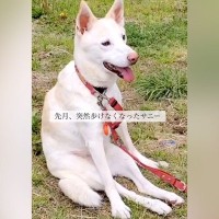 突然歩けなくなり、散歩すら行けなくなった犬に『車いす』を与えてみた結果…『尊い表情』に思わず涙「笑顔が…」「嬉しそうな顔」と感動の声
