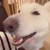 ナデナデが大好きでおっとりした大型犬→パピー時代を見てみると…意外すぎる光景が10万再生「天使のような可愛さ」「想像がつかないｗ」の声