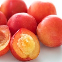 犬にプラムを食べさせてはいけない！その理由と中毒の危険性を解説