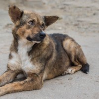 犬が『迷子』になる4つの原因とは？絶対に油断してはいけない理由から対策法まで