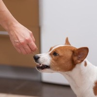 犬を撫でるときにやってはいけないNG行為4選　愛犬を不快にさせる間違った撫で方まで