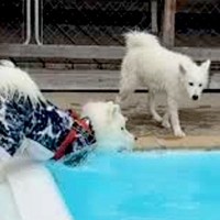 久しぶりのプールでウキウキの大型犬→飛び込む場所を決めた結果…『思わず声が出てしまう光景』に「笑ったｗｗ」「思い違いってあるよね」の声