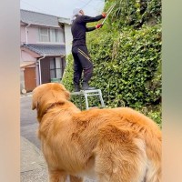 『草刈りしてくるね』と大型犬に伝えた結果→心配で見に来てくれて…想像以上だった『まさかの行動』に98万再生「可愛い配達屋さん」「賢い」
