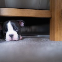 犬が『テーブルの下』に隠れたがる理由4つ　潜り込んで出てこない心理から対処法まで