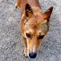 突然現れた野良犬を保護→一緒に暮らした結果…当時は想像もできなかった『現在の光景』が10万再生「運命」「表情から幸せ伝わってくる」と絶賛