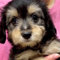 『ブラックタンの赤ちゃん犬』をお迎え→数年後…もはや別犬種な『まさかのビフォーアフター』に「こんなに変わるんだ」「うちも全く同じ」の声