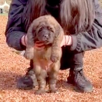 生後1ヶ月の小さな赤ちゃん犬…３年後→想像の遥か上をいく『超巨大化した衝撃のビフォーアフター』が37万再生「こんな大きくなるの！？」