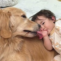 大型犬のことが大好きな１歳の女の子→甘えん坊に育った結果…涙が出るほど尊い『全力で可愛がる光景』が95万再生　独自スタイルの愛情表現に反響