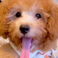 『最終的に顔周りの毛の色になる』と言われた子犬…１年後→『完全に別犬のように変化した姿』に「ダッフィーみたい」「こんな変化するの？」の声