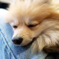 犬の『赤ちゃん返り』3つの原因　突然甘えん坊になる理由から適切な対処法まで