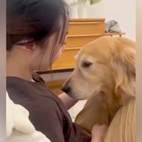 大好きなお姉ちゃんに甘える大型犬→キッチンからご飯の音がすると…葛藤しまくりな『わかりやすい表情』に「目は口ほどに物を言うｗ」と20万再生