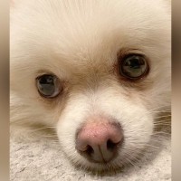 不安げな表情の『繁殖引退犬』を家族にお迎え…半年後→たっぷり愛情を受け育つ光景に涙「とても幸せそう」「素敵な家族に出会えてよかった」の声