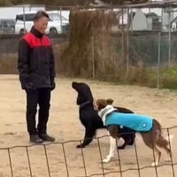 犬の訓練中『別の犬が乱入した』結果…もはや人間の子ども？自己主張が強すぎる光景に137万再生の反響「可愛くて笑うｗ」「楽しそう」