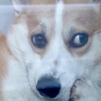 買い物から帰宅→留守番していた犬が窓際で…想定外だった『まさかの態度』に爆笑「吹いたｗｗ」「不貞腐れてて可愛すぎる」の声