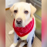 大型犬が出かけている隙に『大好きなぬいぐるみ』を洗濯→帰ってきたら…『切なすぎる行動』に「すぐ探してるの可愛い」「健気」と18万再生