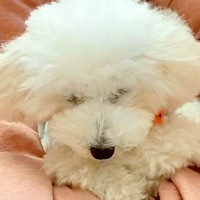 不安からいつも座って寝ていた『元繁殖犬』…1年後→『同じ犬とは思えないビフォーアフター』に「安心できてる証拠」「100％心許してる」と感動