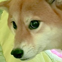 生後5ヵ月の赤ちゃんチワワに吠えられた犬→恐怖に怯えた『まさかのリアクション』に2万いいね「可愛すぎｗ」「狼に近い遺伝子とは」と爆笑